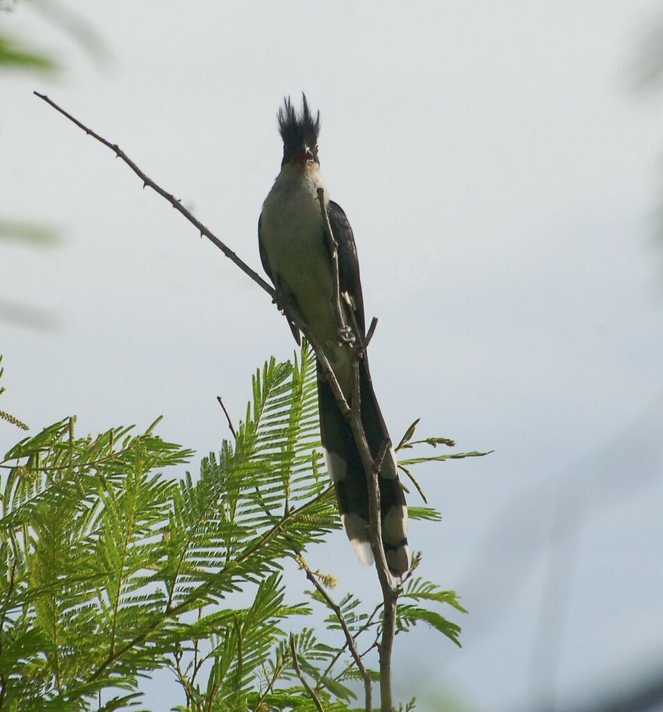 Jacobin Cuckooadult, identification