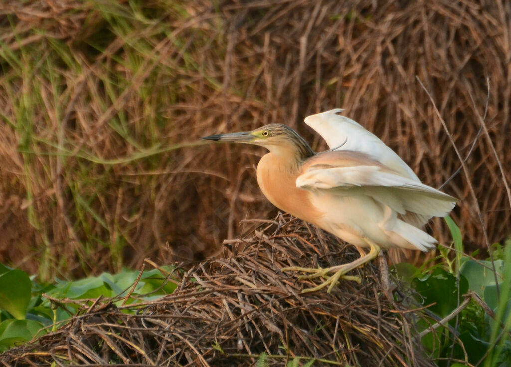 Crabier cheveluadulte nuptial, identification