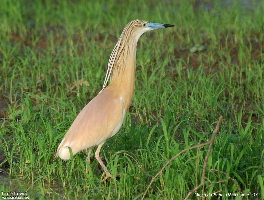 Crabier cheveluadulte nuptial, identification