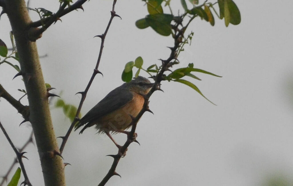 Crombec sittelleadulte, identification