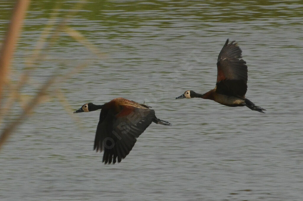 Dendrocygne veufadulte, Vol