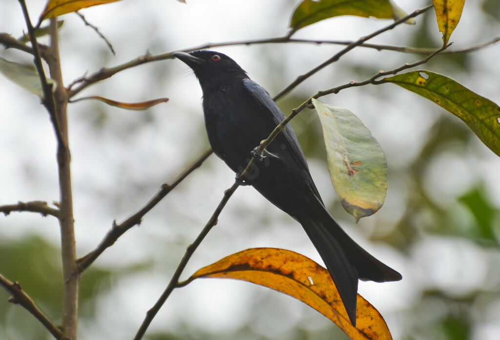Drongo brillantadulte, identification