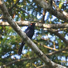 Drongo de Ludwig