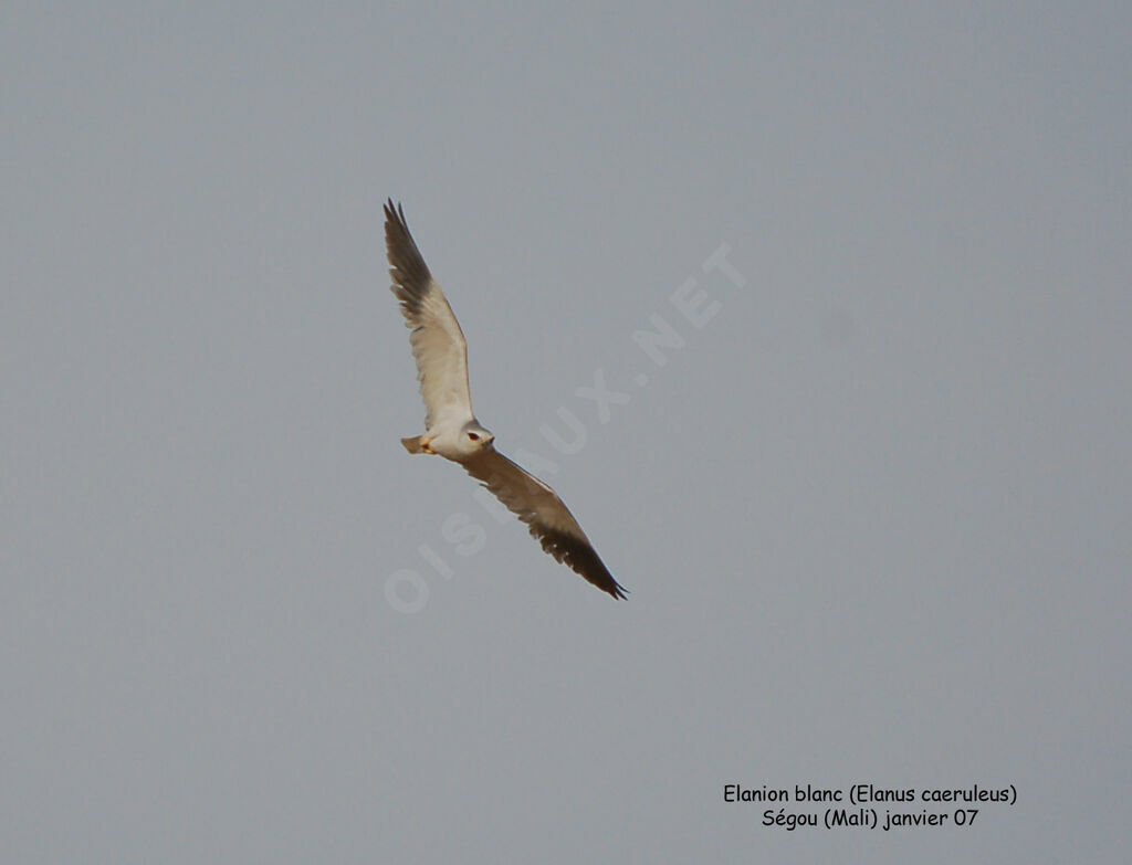 Black-winged Kiteadult