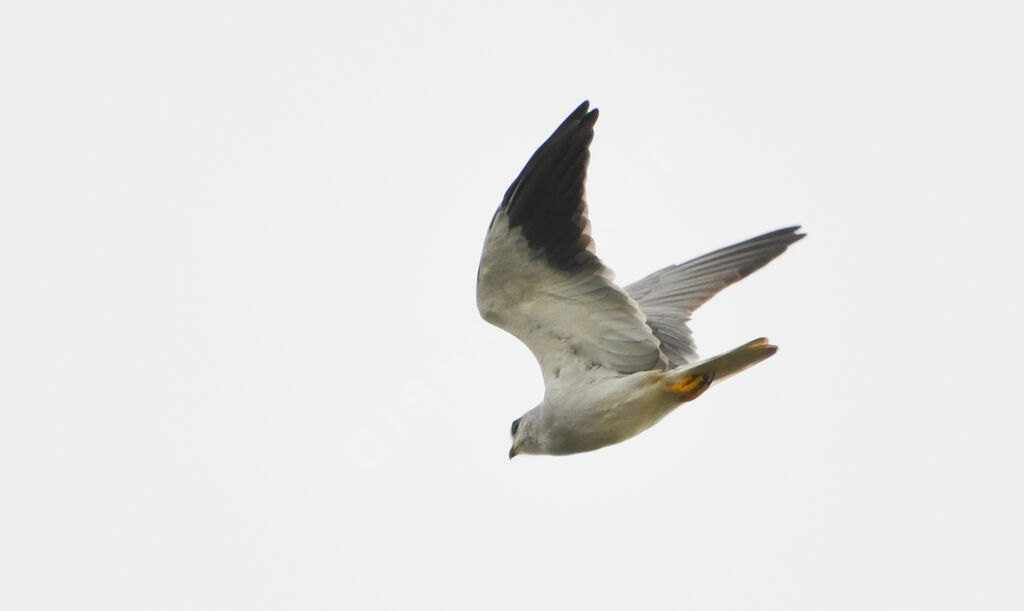 Black-winged Kiteadult, Flight