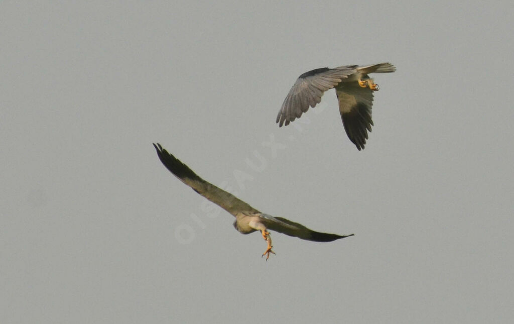 Black-winged Kiteadult, courting display
