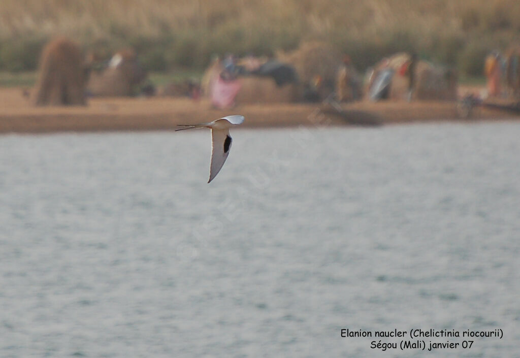 Scissor-tailed Kite