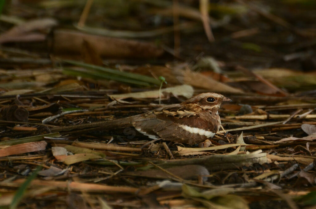 Engoulevent à longue queueadulte, identification