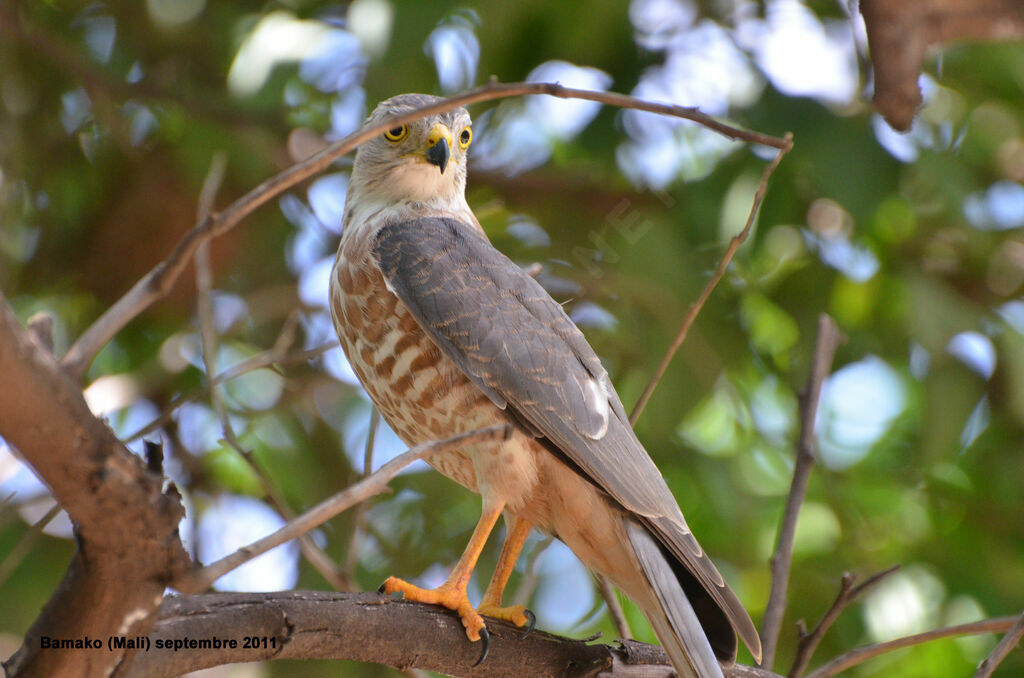 Épervier shikraimmature, identification