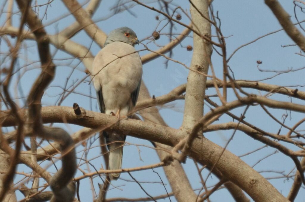 Épervier shikraadulte, identification