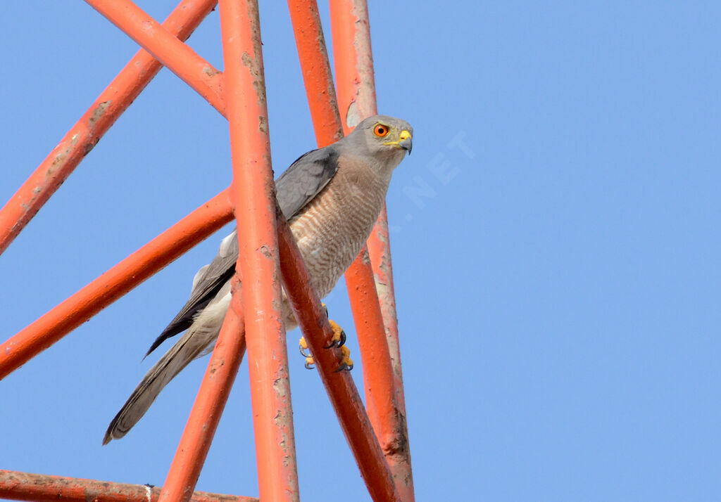 Épervier shikraadulte, identification