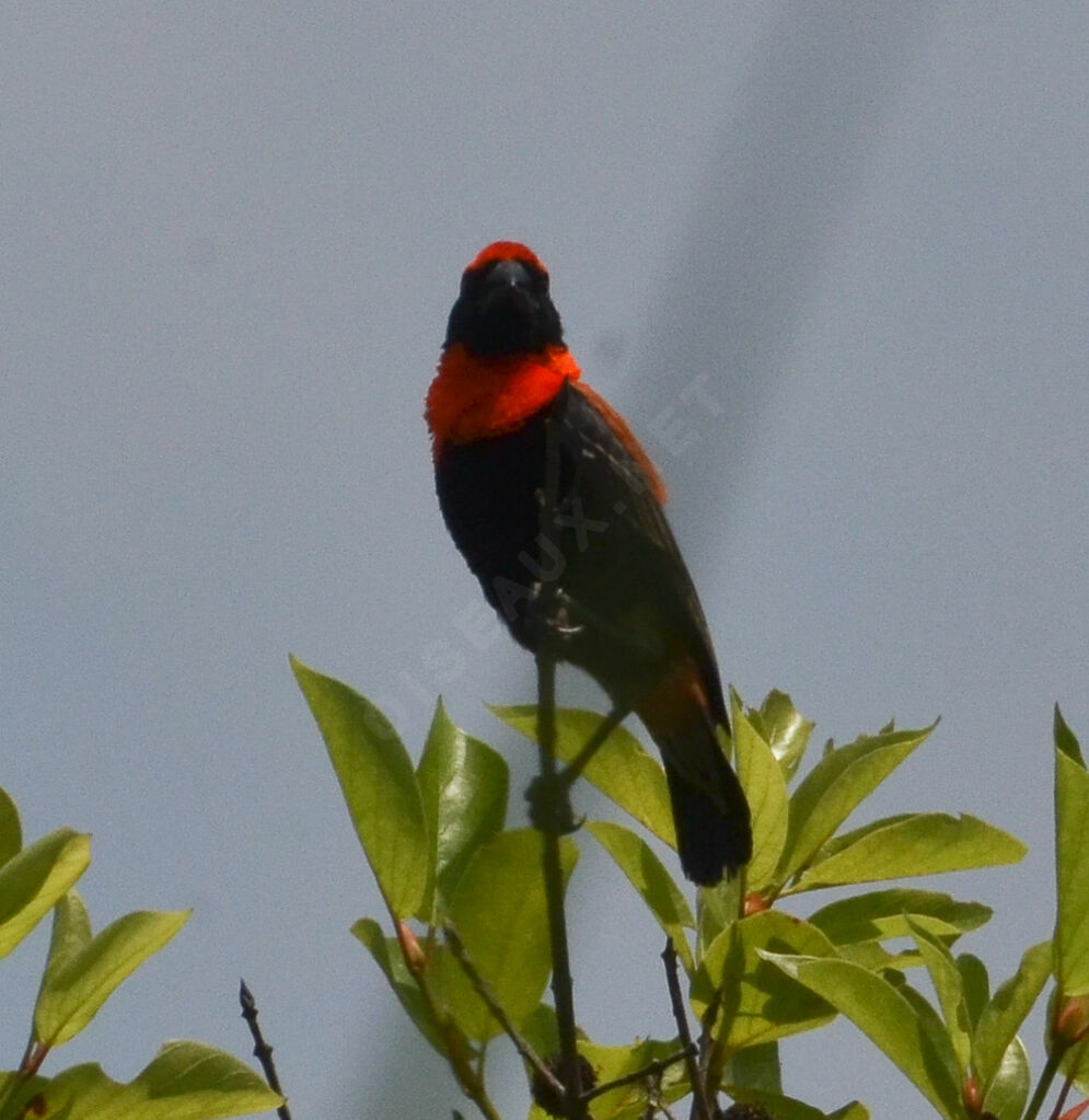 Black-winged Red Bishopadult