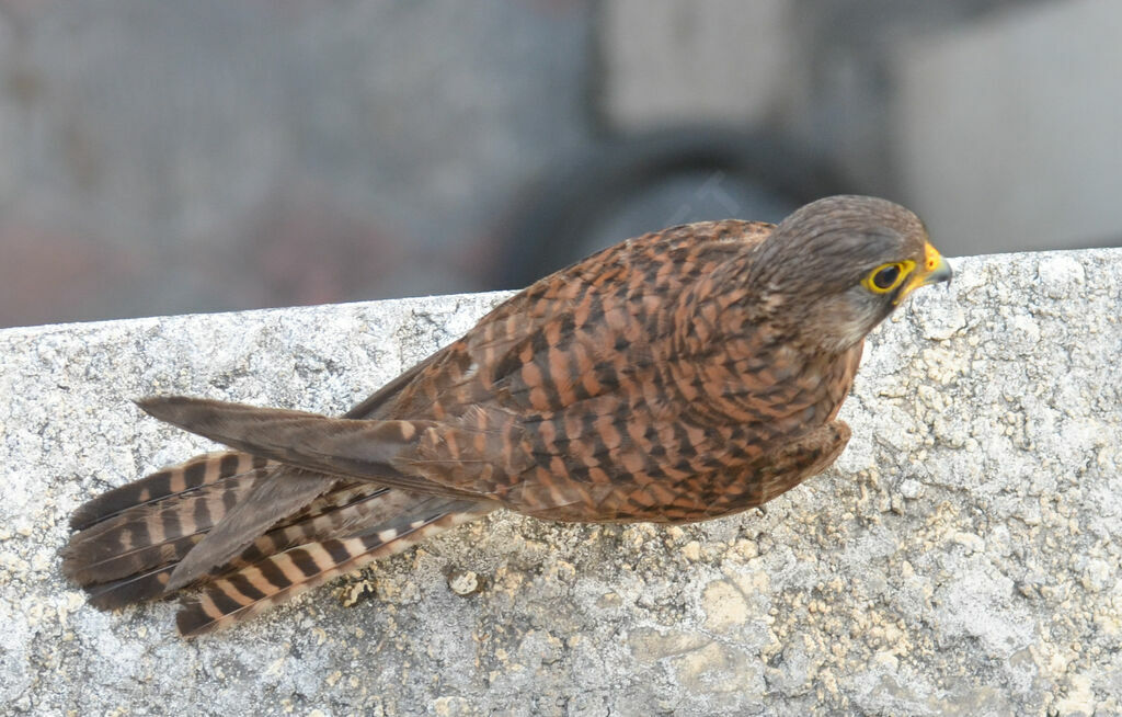 Common Kestrel