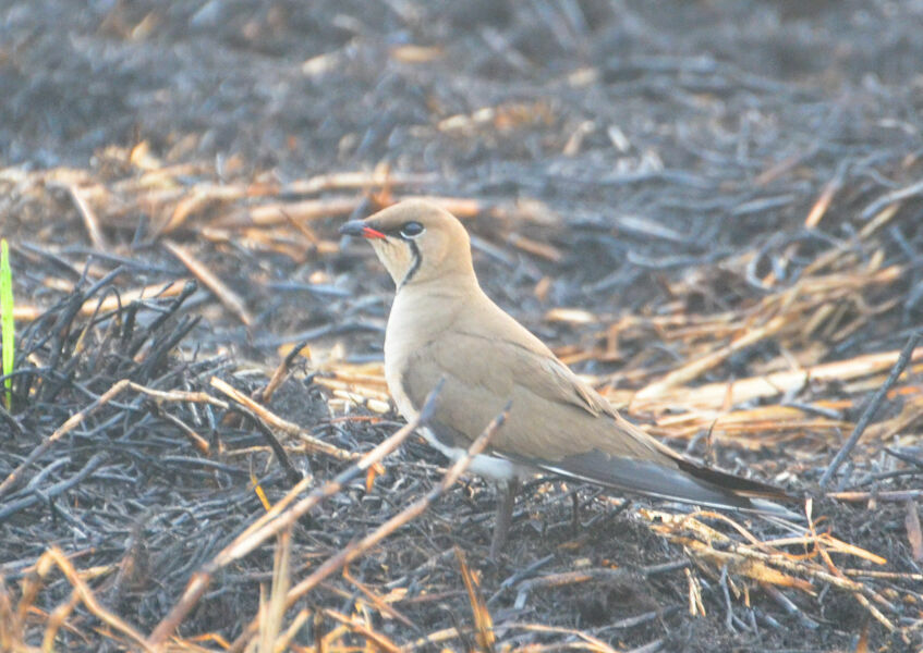 Collared Pratincoleadult