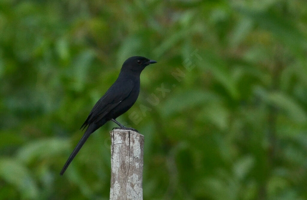 Gobemouche drongoadulte, identification