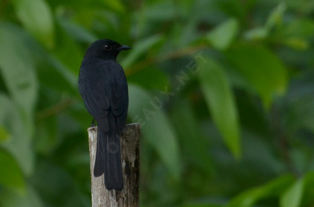 Northern Black Flycatcheradult, identification