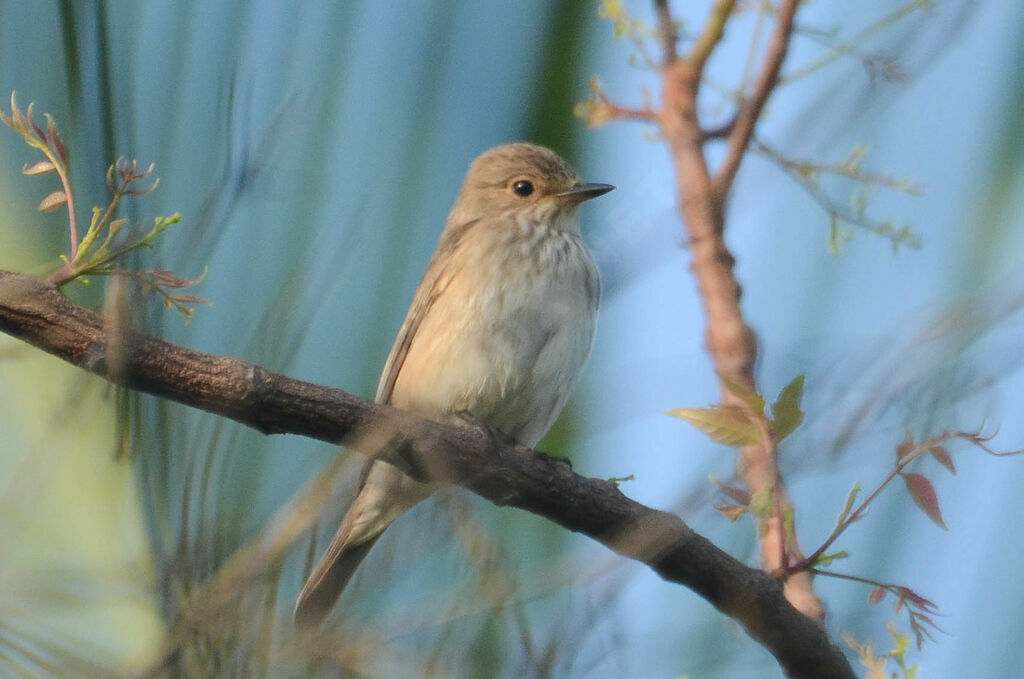 Spotted Flycatcher
