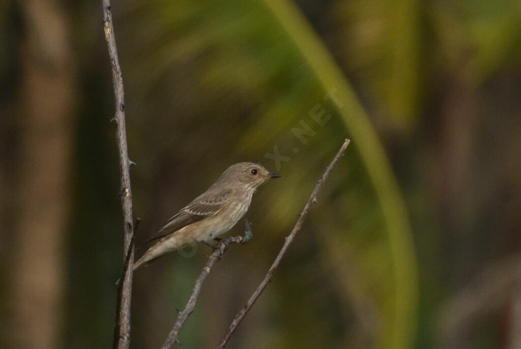 Gobemouche grisadulte, identification