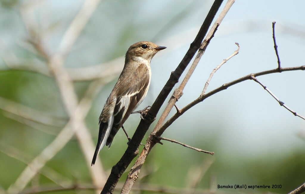 Gobemouche noiradulte