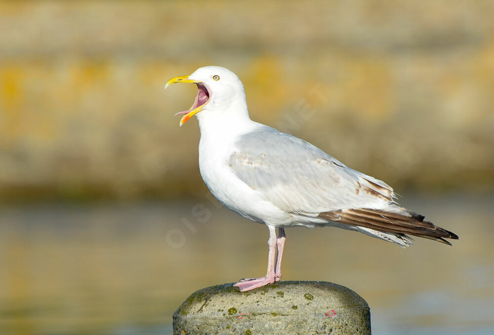 European Herring Gull