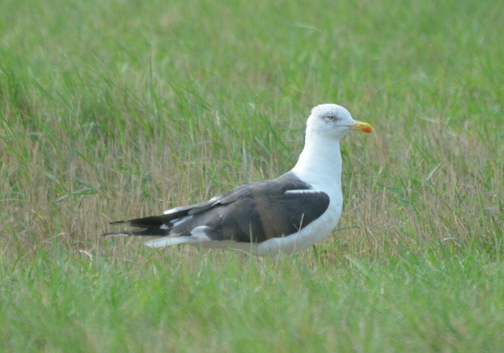 Goéland brunadulte, identification