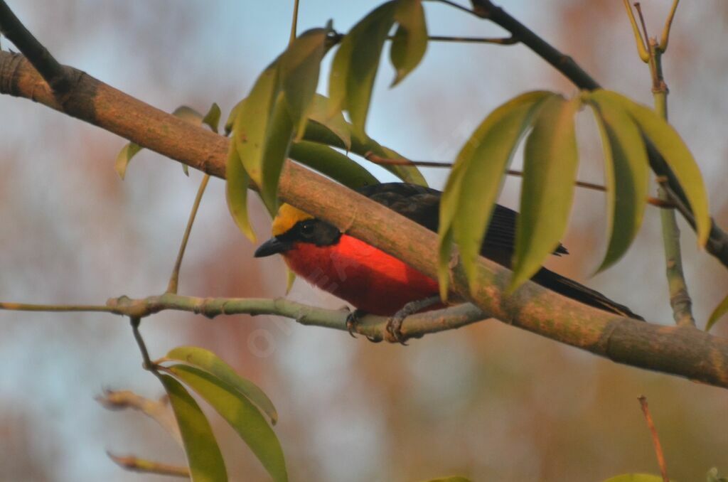 Yellow-crowned Gonolekadult