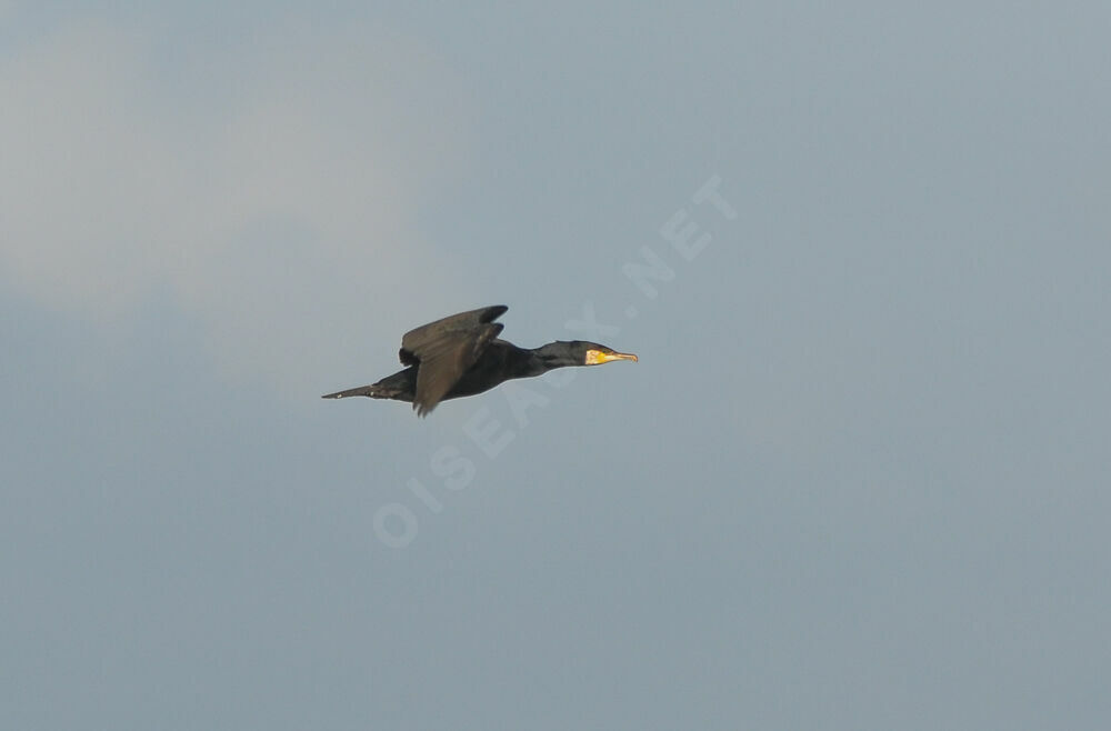 Grand Cormoranadulte, Vol