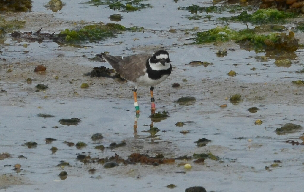 Common Ringed Ploveradult, identification