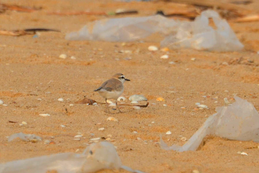 White-fronted Plover