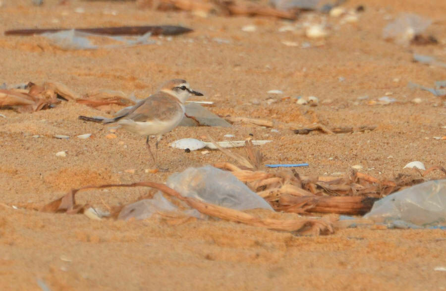 White-fronted Plover