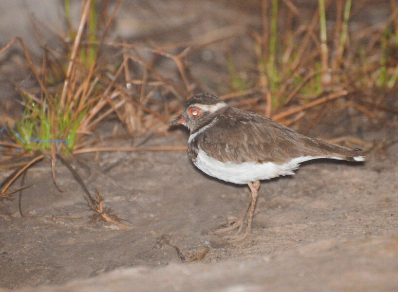 Forbes's Ploveradult