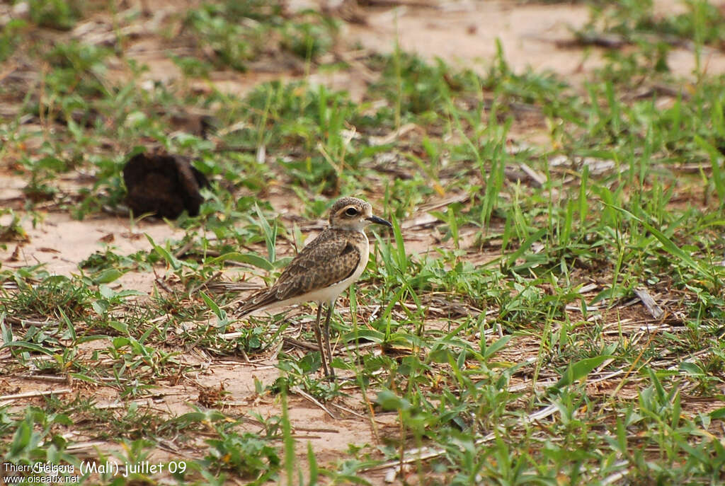 Kittlitz's PloverFirst year, habitat, pigmentation