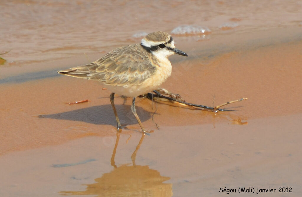 Kittlitz's Plover