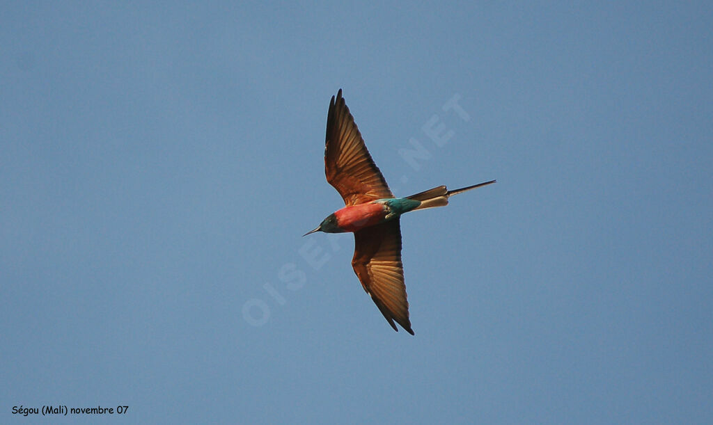 Northern Carmine Bee-eater