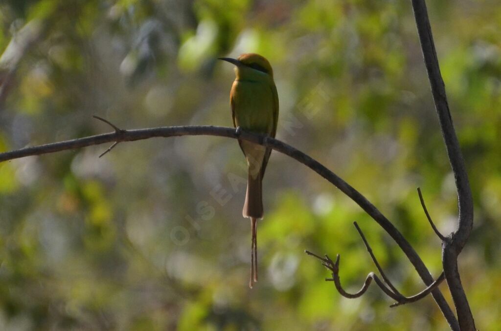 African Green Bee-eater