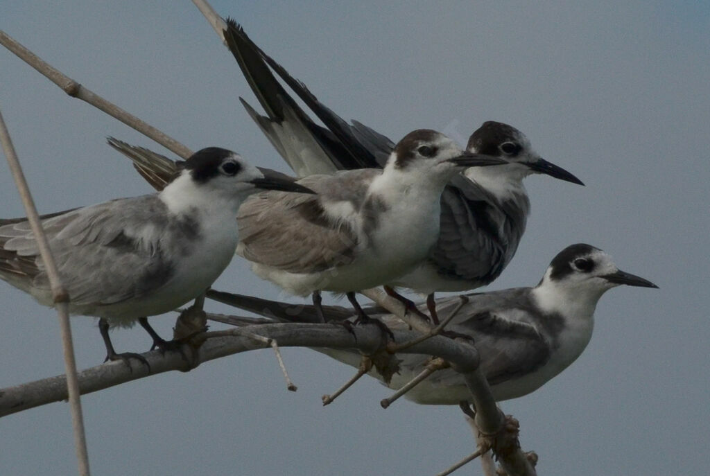 Black Tern