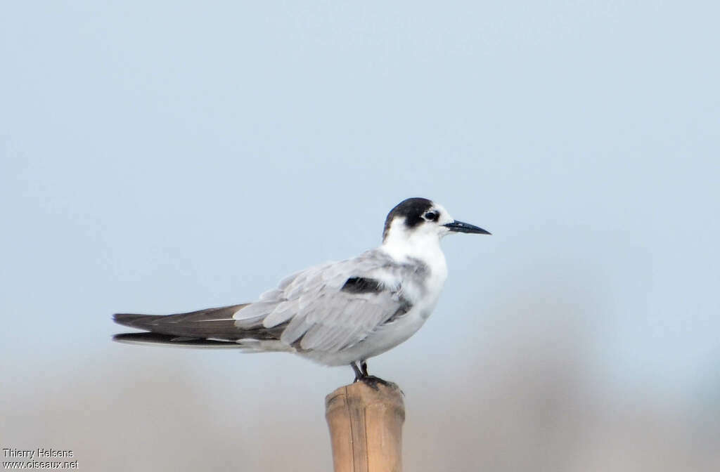 Guifette noireadulte internuptial, identification