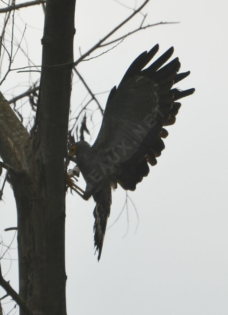 African Harrier-Hawkadult, Behaviour