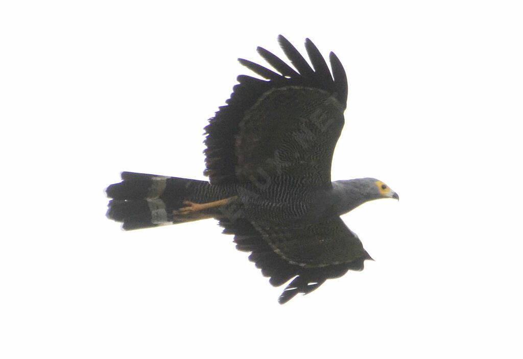 African Harrier-Hawkadult, Flight