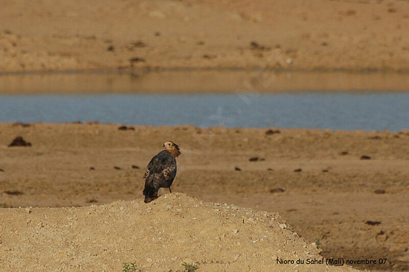 African Harrier-Hawkjuvenile
