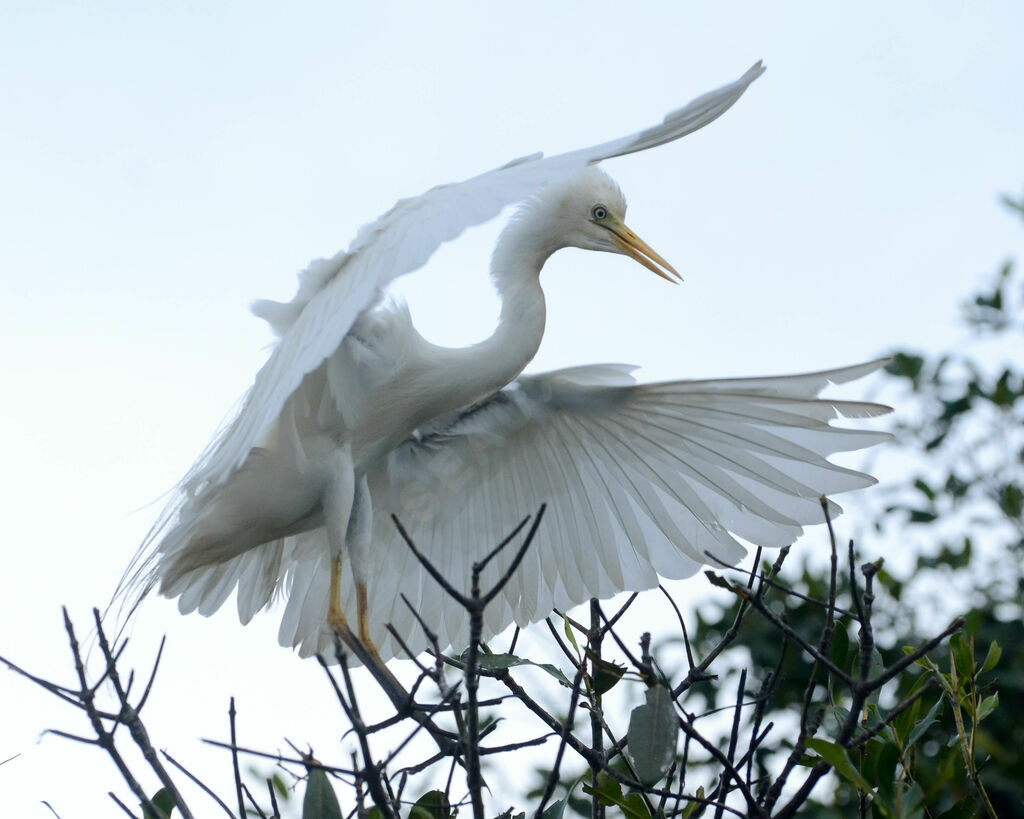 Yellow-billed Egretadult, identification