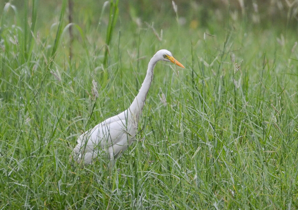 Yellow-billed Egretadult, identification