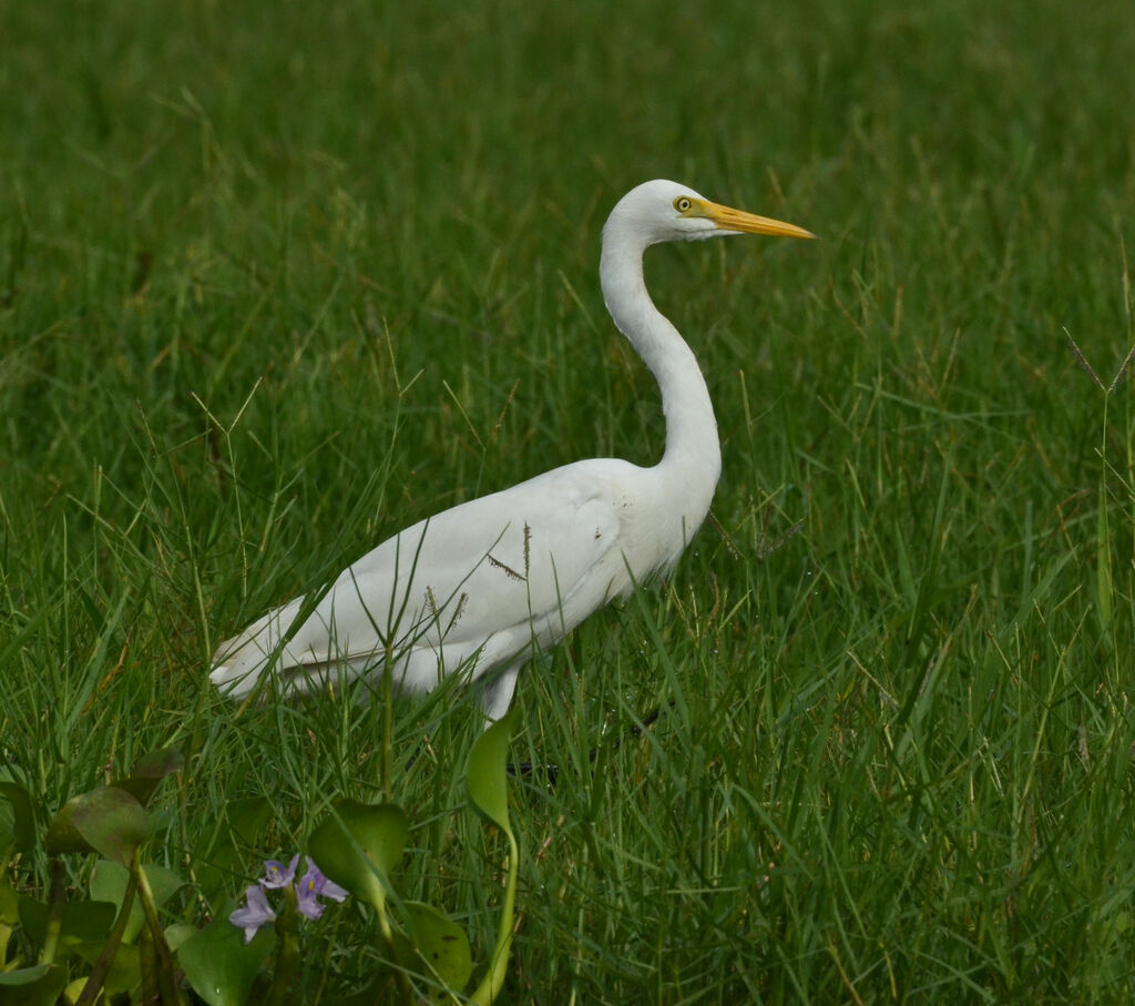 Héron à bec jauneadulte, identification