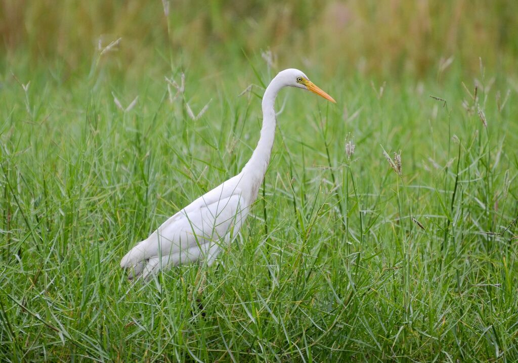 Yellow-billed Egret