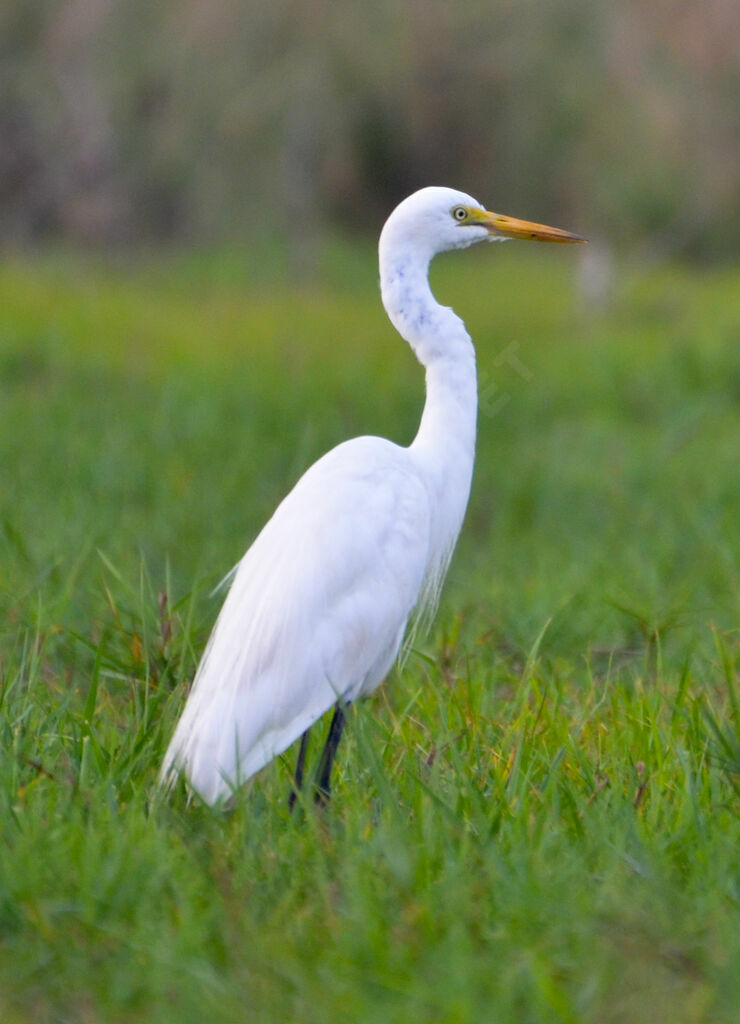 Yellow-billed Egretadult
