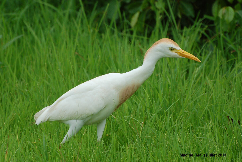 Héron garde-boeufsadulte nuptial, identification