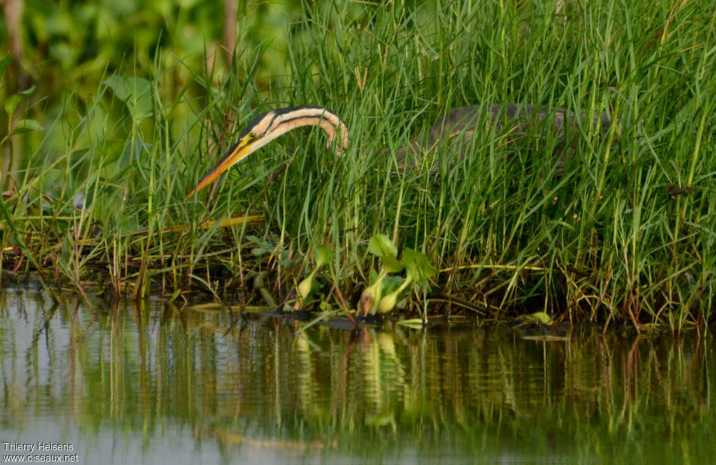 Héron pourpréadulte, pêche/chasse, Comportement
