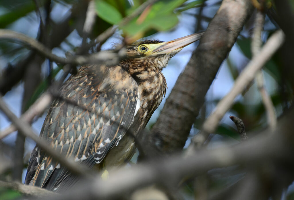 Héron striéjuvénile, identification