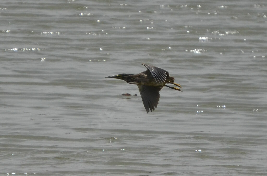 Striated Heron, Flight