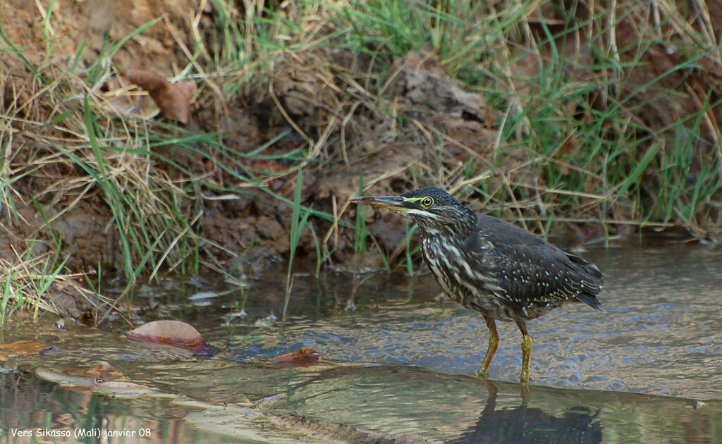 Héron striéimmature